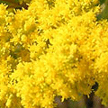 the Herb of Joy - another of natures depression-busters - it is near impossible to look upon Golden Rod when in flower and feel despondent, the tea and the tincture have a similar effect on the spirit when taken internally